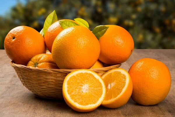 تولید بیش از 430 هزار تن مرکبات در باغ های جهرم