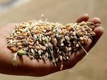 افزایش قیمت خرید تضمینی ۱۱میلیون تن گندم را روانه سیلوهای دولتی می‌کند