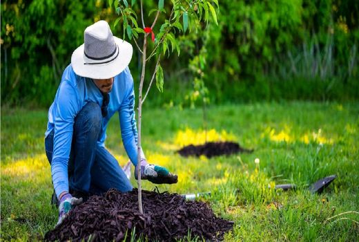 نفسی تازه برای کشور با اجرای طرح ملی کاشت 1 میلیارد درخت