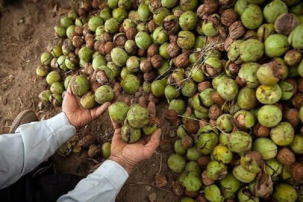 هفت درصد از باغات گردوی کشور  به استان آذربایجان شرقی اختصاص دارد