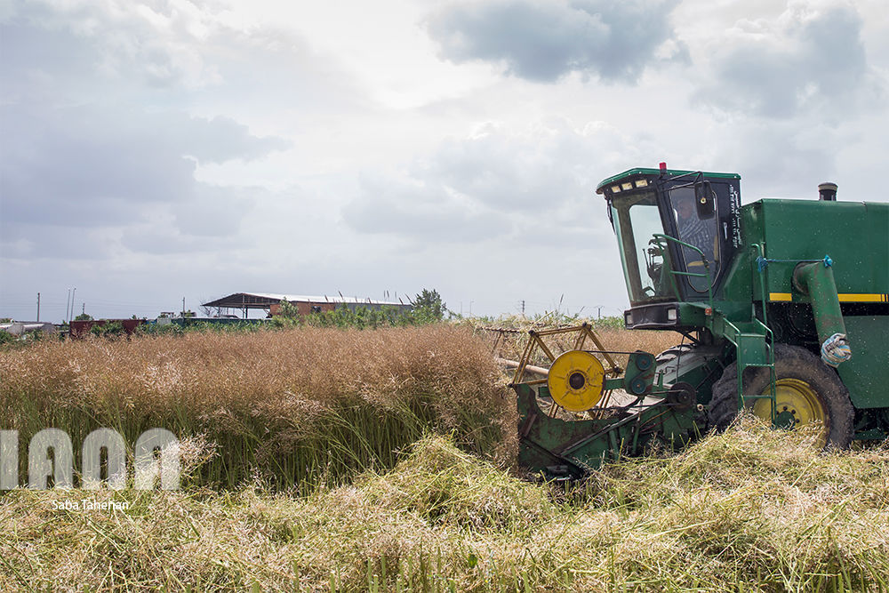 برداشت کلزا