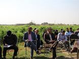 برگزاری روز مزرعه سورگوم در شهرستان نظرآباد