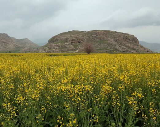 ۱۸۴ هزار تن دانه روغنی و گندم در خراسان شمالی خریداری می‌شود