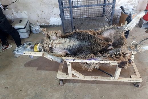 آغاز طرح مدیریت تولید مثل دام سبک در پاسارگاد 