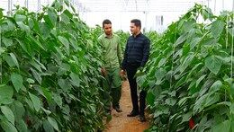 اقبال جوانان تحصیل کرده به توسعه کشت گلخانه‌ای
