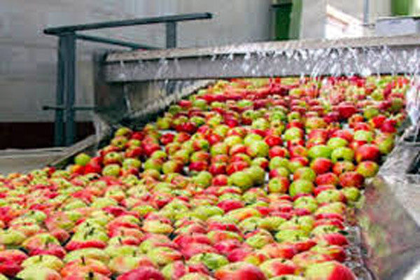 واحدهای صنایع تبدیلی استان‌ ظرفیت جذب روزانه سیب صنعتی را افزایش دهند