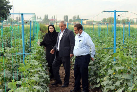 یکی از تکنیکهای سایت ملی بهره وری تولیدات گیاهی شهرستان ویژه مرند، کشت داربستی خیار است