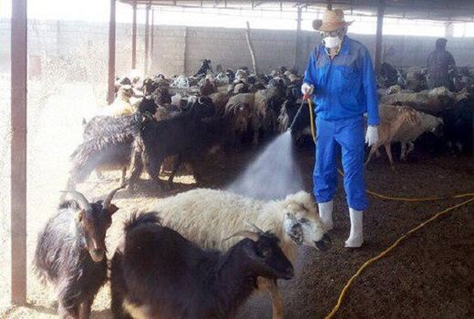 سم پاشی بیش از 88 هزار راس دام