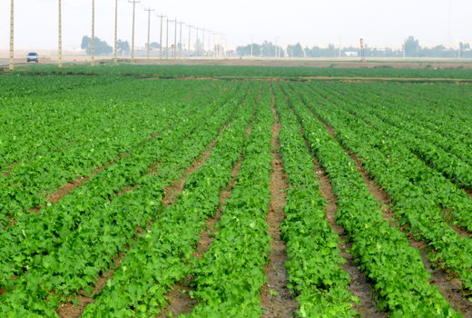  سالانه ۱۵ تن انواع فرآورده‌های روغنی در شهرستان دره شهر تولید می‌شود