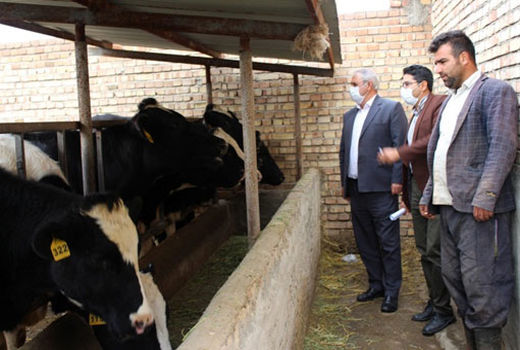 هویت گذاری بیش از 38 هزار راس دام سبک و سنگین در شهرستان مرند 