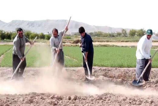 انجیر بهترین جایگزین برای کشت غلات در شرق اصفهان