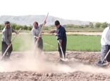 انجیر بهترین جایگزین برای کشت غلات در شرق اصفهان