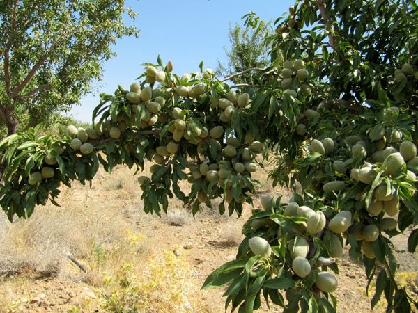 تولید خشکبار زرین دنیا در استان چهارمحال وبختیاری  /3 روز دیگر تا برگزاری جشنواره بادام