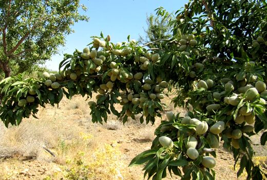 تولید خشکبار زرین دنیا در استان چهارمحال وبختیاری  /3 روز دیگر تا برگزاری جشنواره بادام