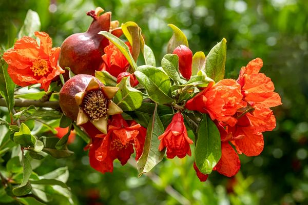 مدیریت آبیاری و تغذیه؛ کلید افزایش کیفیت میوه انار در بهار