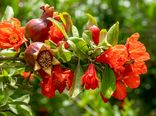 مدیریت آبیاری و تغذیه؛ کلید افزایش کیفیت میوه انار در بهار