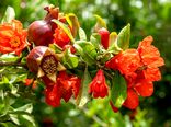 مدیریت آبیاری و تغذیه؛ کلید افزایش کیفیت میوه انار در بهار