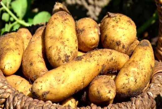 مزارع خانوادگی و معمای تورم در انگلیس