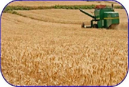 7200 تن گندم به صورت تضمینی از کشاورزان جویبار خریداری شد