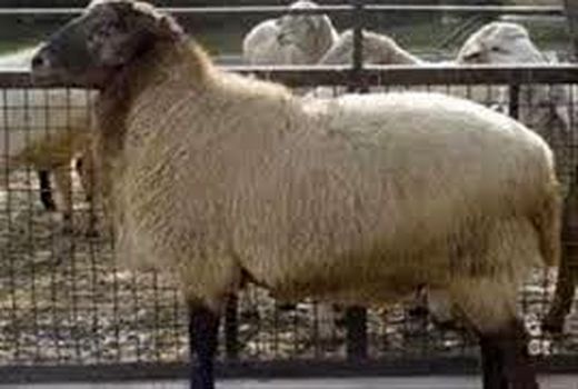 طرح اصلاح نژاد گوسفند «سنگسری» در روستاهای میامی اجرا شد