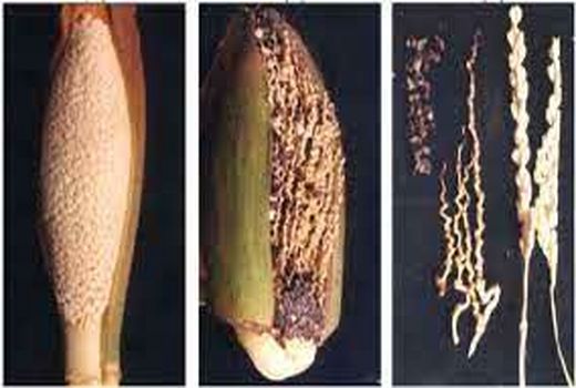 پیشگیری از بیماری های قارچی نخیلات در خرمشهر