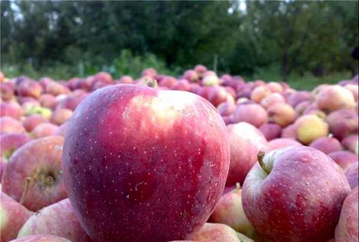 خرید توافقی بیش از ۱۷ هزار تن سیب صنعتی درجه ۳ از باغداران آذربایجان غربی
