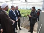 بازدید استاندار آذربایجان‌غربی از گلخانه هیدروپونیک امامزاده غریب حسن ارومیه
