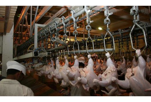 توزیع 910 تن مرغ در ساری