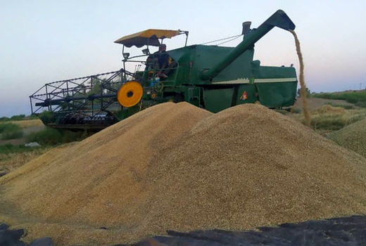 خرید گندم کشاورزان سیستان و بلوچستانی از مرز 20 هزار تن فراتر رفت