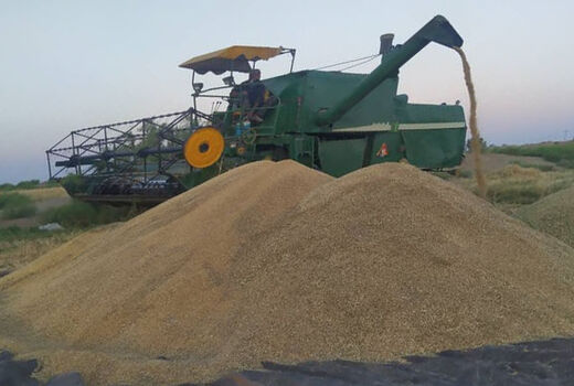 خرید گندم کشاورزان سیستان و بلوچستانی از مرز 20 هزار تن فراتر رفت