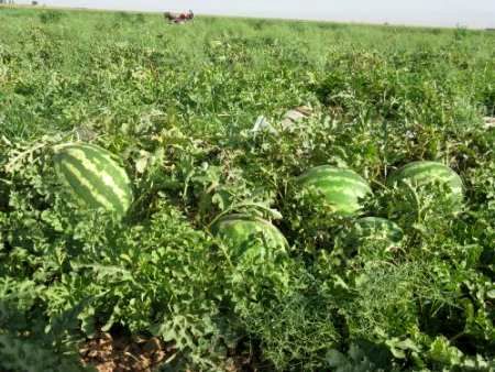 برداشت هندوانه  از 150 هکتار از اراضی شهرستان بردسیر