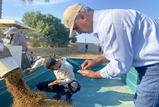 برداشت شلتوک از مزرعه تحقیقاتی در کارون