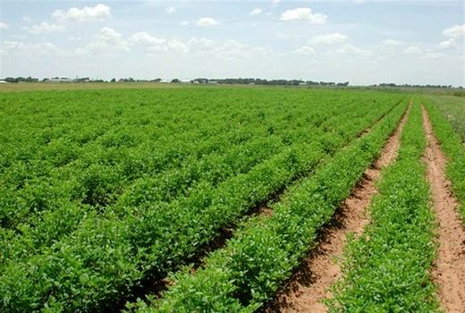 بهره‌برداری از 37 پروژه کشاورزی در استان البرز در هفته دولت