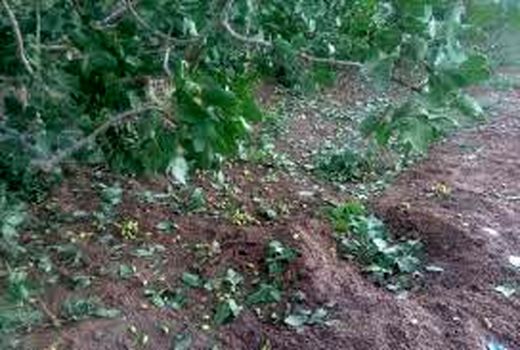 سیل،طوفان وتگرگ  به باغات و مزارع شهرستان ارزوئیه خسارت وارد کرد