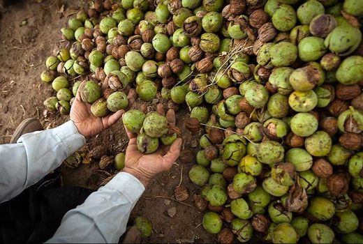 بیش از ۲ هزار تُن گردو از باغات استان ایلام برداشت می‌شود