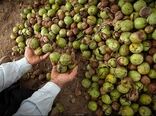 کشت گردوی گرمسیری پیوندی برای نخستین بار در استان سمنان