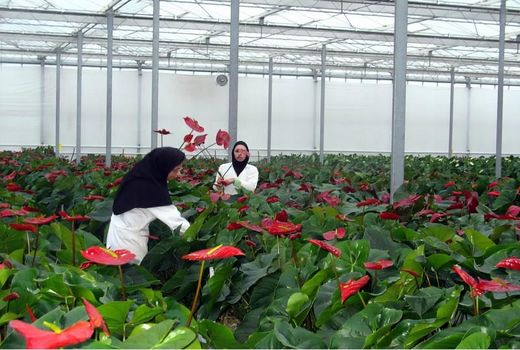 احداث بازارچه دائمی گل و گیاه در محمودآباد/ تولید 21 میلیون گل