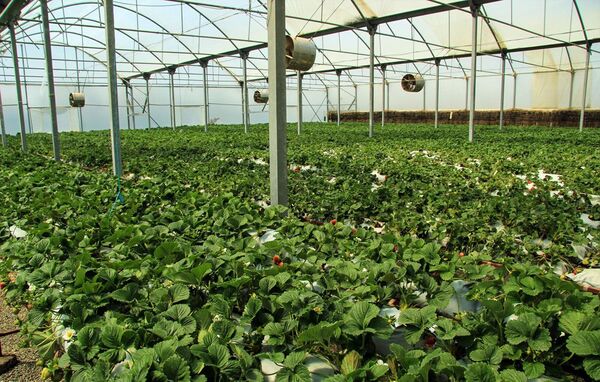 گره کور توسعه چهارمحال و بختیاری با ایجاد شهرک‌های کشاورزی باز می‌شود