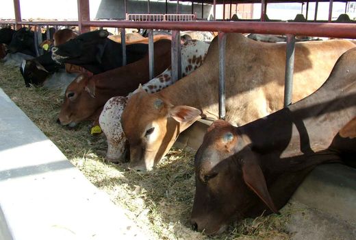 توزیع رایگان نهاده دامی رایگان درمناطق سیل زده سیستان وبلوچستان