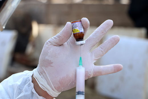 ایمنی طیور بومی در هفتکل علیه بیماری نیوکاسل