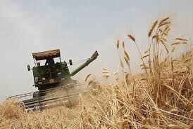 پرداخت 890 میلیارد ریال وجه گندم‌کاران خرمشهری