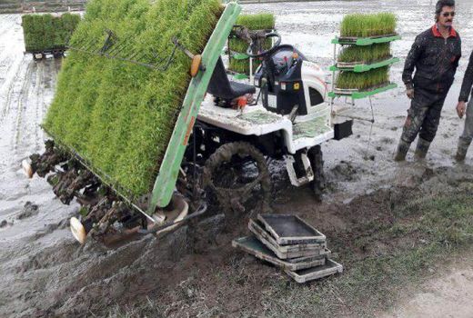 46 هزار هکتار از شالیزارهای مازندران نشاکاری شد