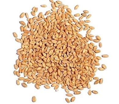 تأمین بیش از ۱۱ هزار تن بذر در کهگیلویه و بویراحمد