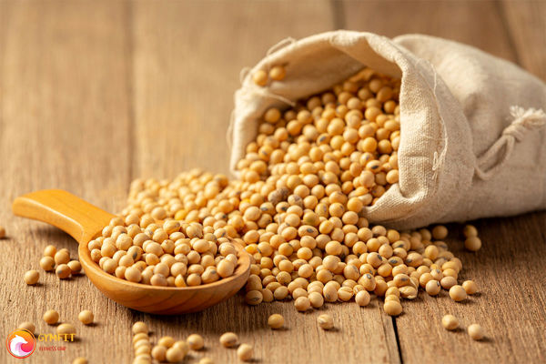سویا؛ دانهای کوچک، نقشی بزرگ