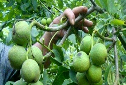 بسیج دستگاه‌های دهاقان برای مقابله با آفت درخت گردو