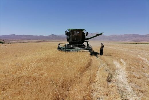 شروع برداشت خوشه های طلایی از گندم زارهای سرچهان 