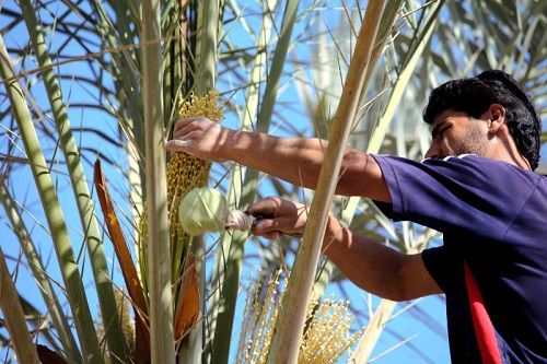 گرده افشانی در 45 درصد از نخیلات کازرون