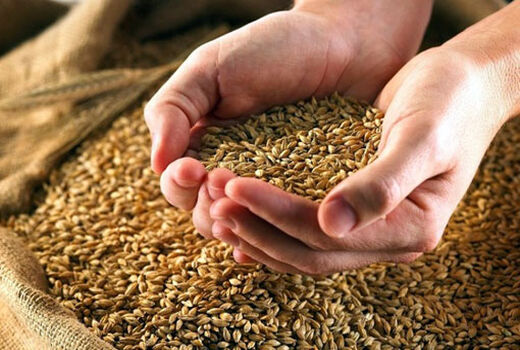 تعداد 67 مرکز  آماده خرید گندم از گندمکاران استان آذربایجان شرقی / خرید 3400 تن گندم
