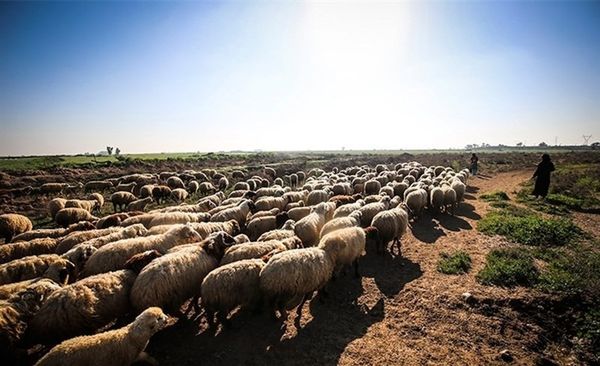 پاکستان یکی از بهترین گزینهها برای تأمین دام زنده و گوشت کشور است
