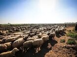 پاکستان یکی از بهترین گزینه‌ها برای تأمین دام زنده و گوشت کشور است

